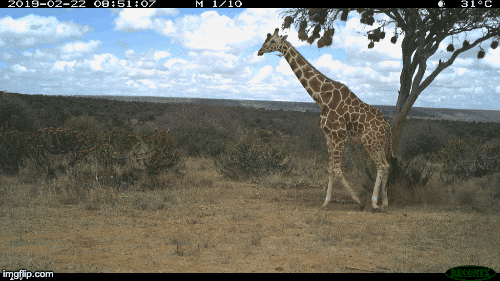 Walking giraffe
