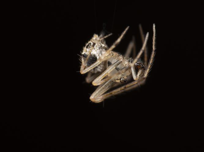 A spider suspended in mid-air