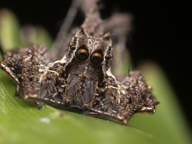 a jumping spider looks into the camera