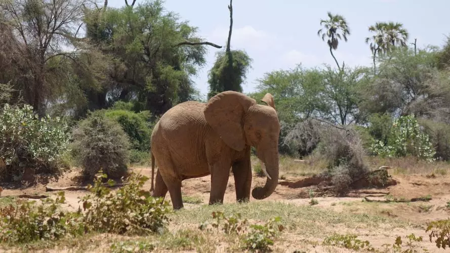 Head of African elephant seen through the bush