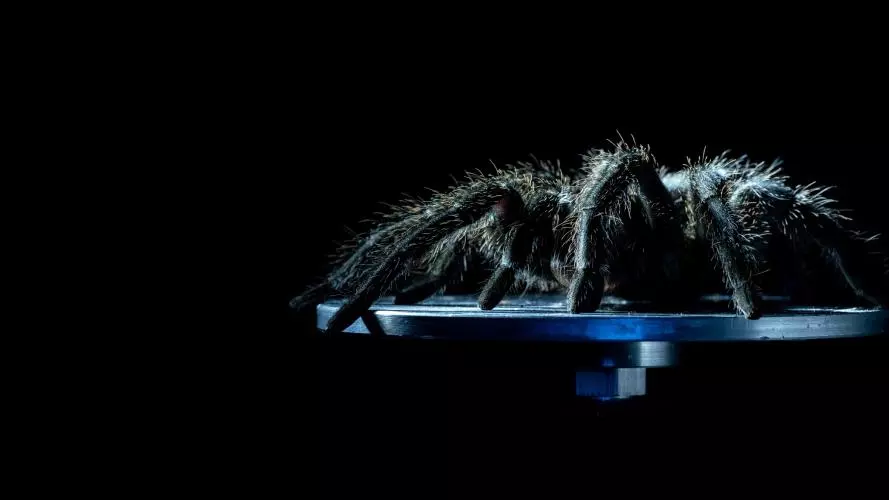 A Grammostola tarantula on a vibration shaker