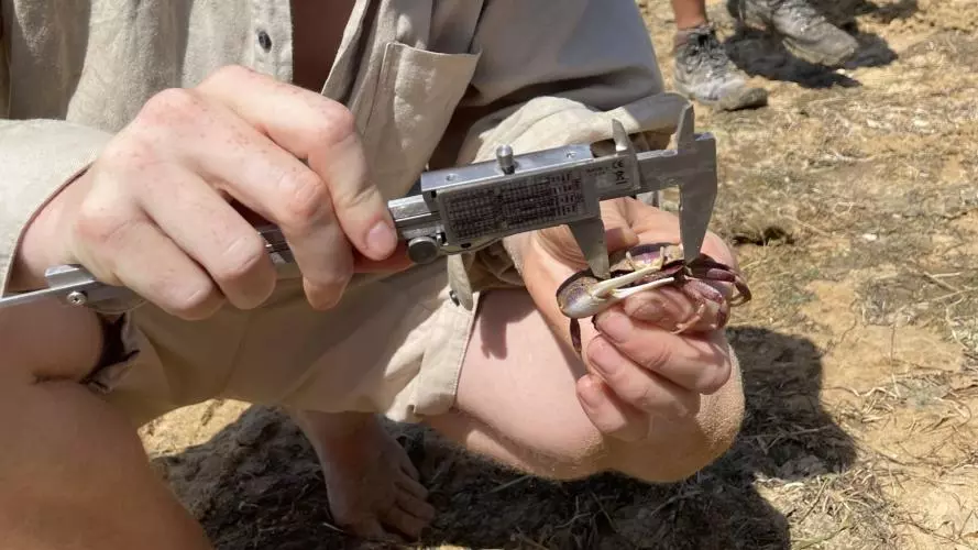 Researcher measuring a fiddler crab