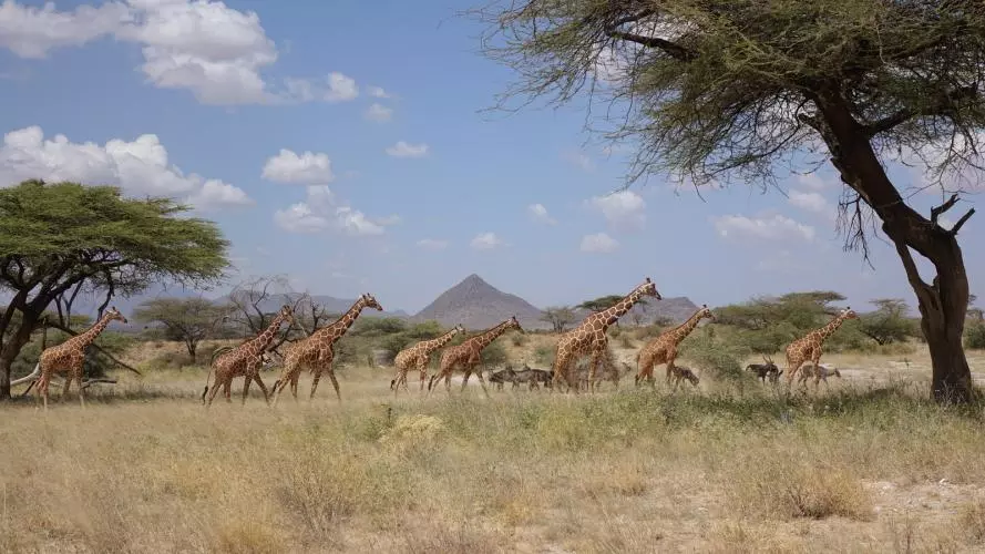 A group of giraffe walking through Kenya