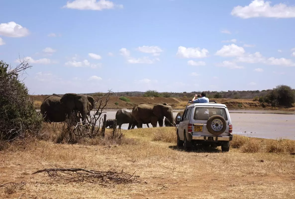 A researcher looking out from a vehicle at a herd of elephants