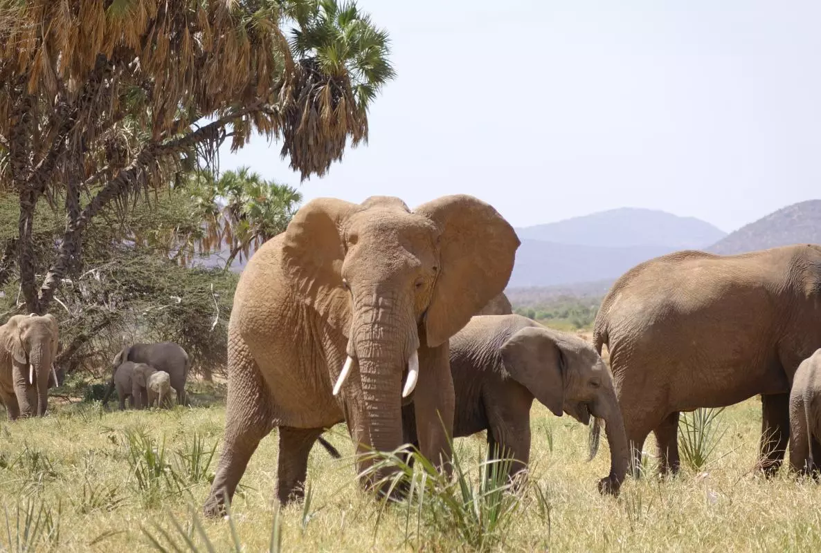 An African elephant