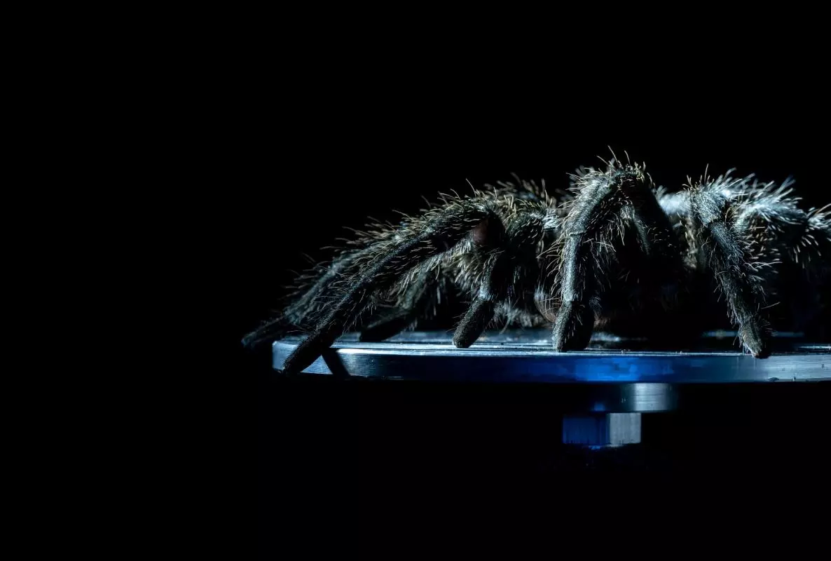 A Grammostola tarantula on a vibration shaker