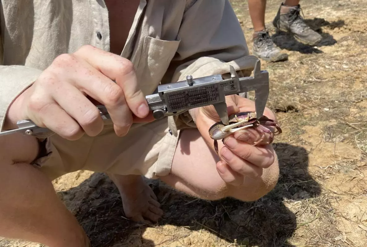 Researcher measuring a fiddler crab