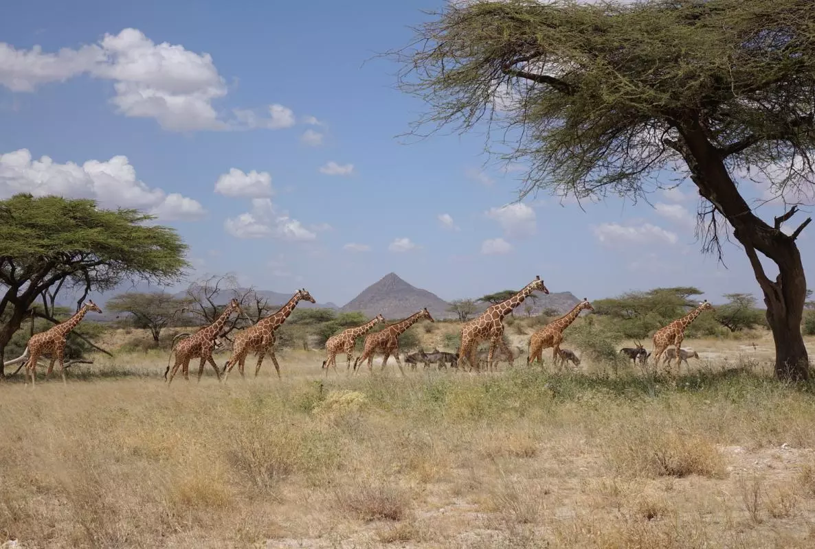 A group of giraffe walking through Kenya