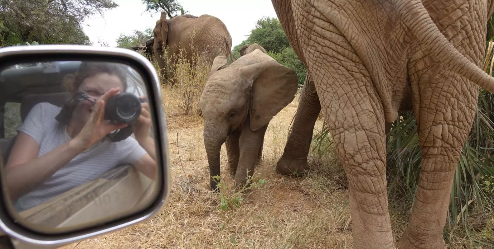 A researcher taking a photo of a baby elephant from her van