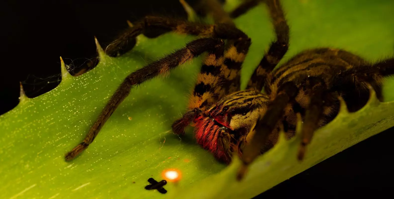 A Cupiennius spider on a bromeliad leaf