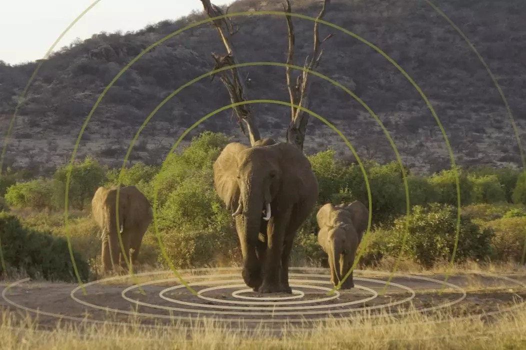A herd of elephants walking with added concentric lines to represent vibration wavefronts