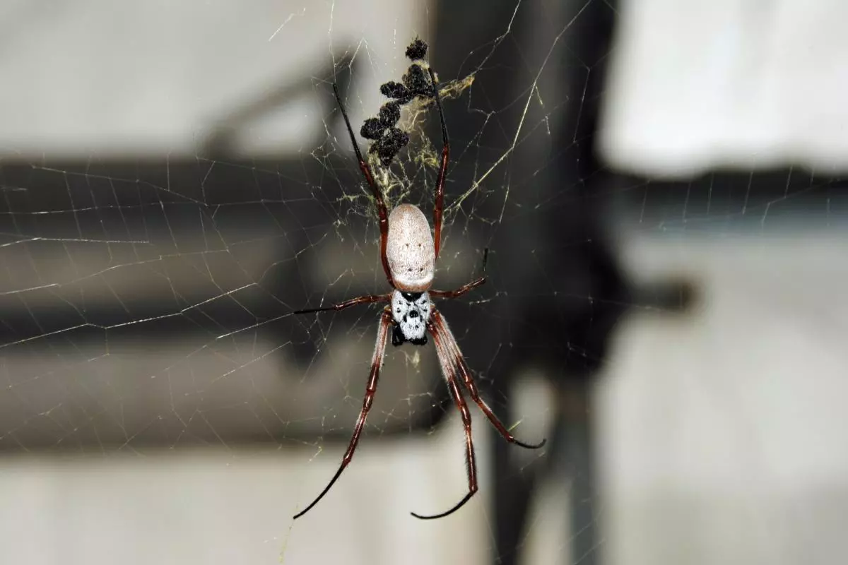 A spider on its web