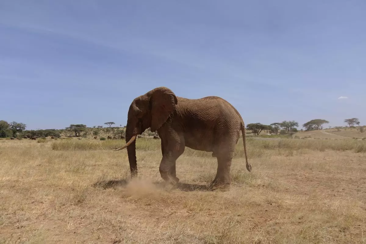 A lone male elephant in the bush