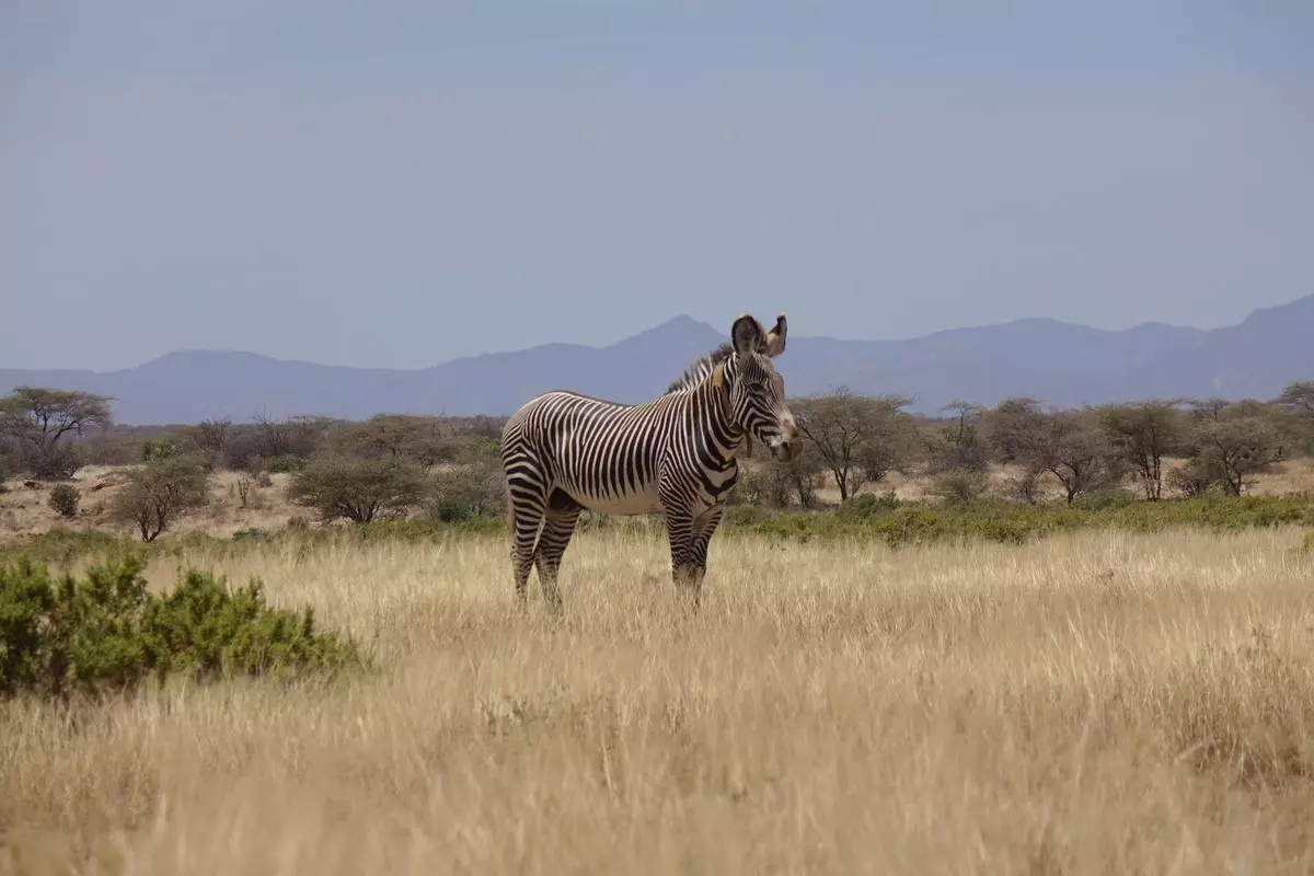 A zebra wearing a tracking collar